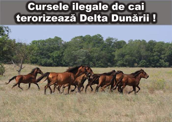 Caii din Deltă organizează curse ilegale în Pădurea Letea