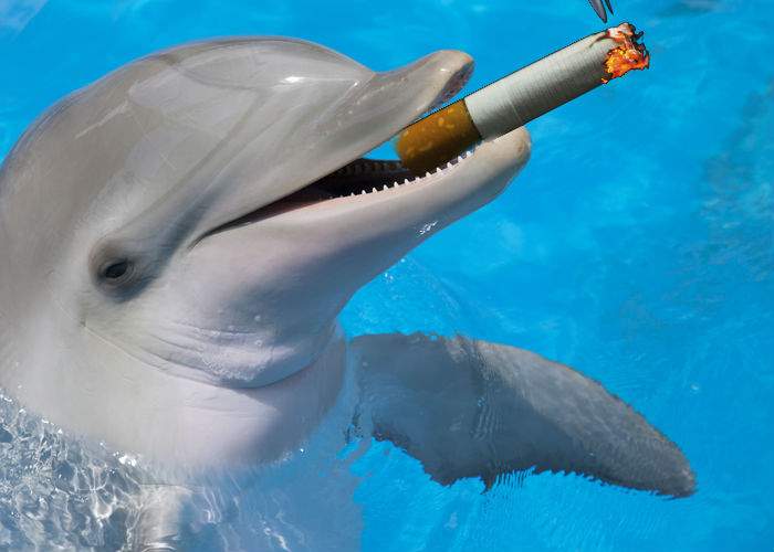 Turiştii de pe litoral, tot mai deranjaţi de delfinii care ies la mal şi cerșesc ţigări