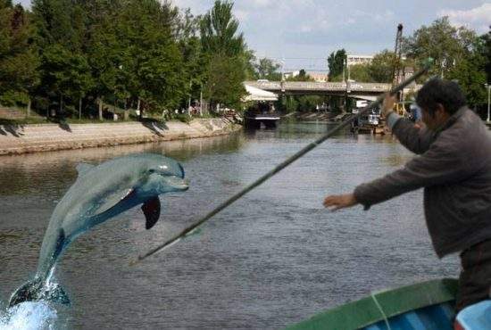 România barbarilor! Angajații primăriei lui Robu din Timișoara au harponat un delfin în Bega!