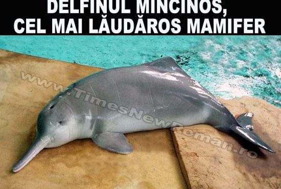 Delfinul mincinos, o nouă specie de delfin la Marea Neagră