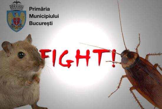 Începe războiul în Bucureşti: gândacii au câştigat licitaţia pentru deratizare şi şobolanii pentru dezinsecţie