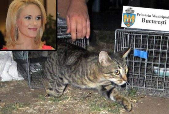 Începe deratizarea în Bucureşti! Primăria a cumpărat cu 9 milioane de euro o pisică şi îi va da drumul pe stradă