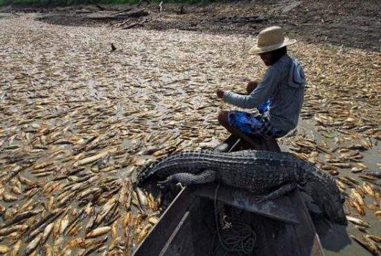 Dezastru ecologic, după ce un fast food a deversat în Dunăre uleiul folosit în ultima săptămână