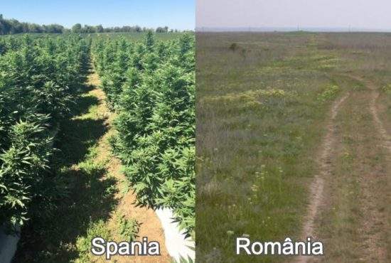 Ruşinos. Importăm marijuana din Spania, deşi la noi hectarele zac nelucrate