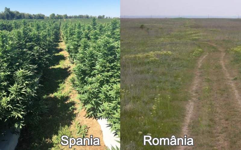 Ruşinos. Importăm marijuana din Spania, deşi la noi hectarele zac nelucrate