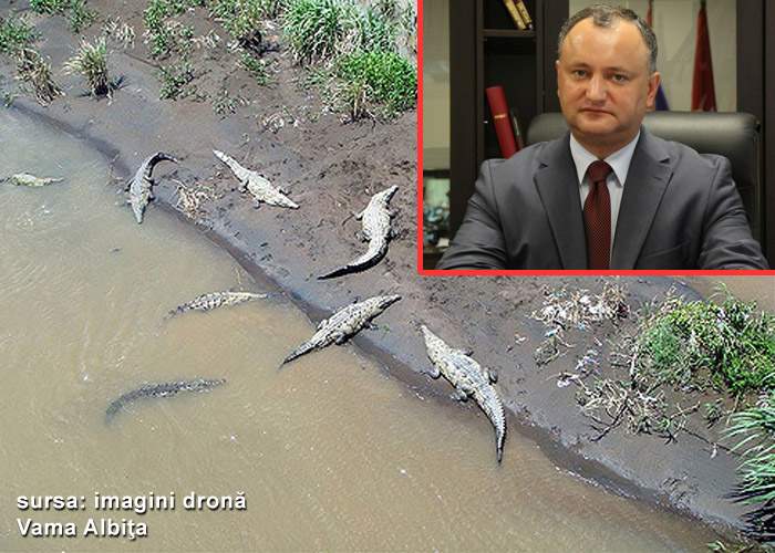 Dodon, mai ceva ca Trump! Vrea să populeze Prutul cu crocodili ca să nu mai vină românii la el în ţară