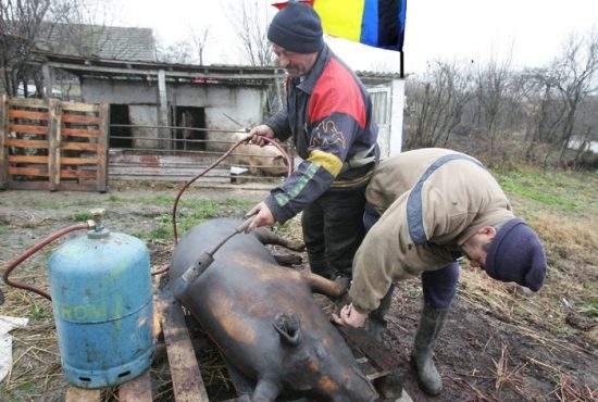 Tot mai mulți români taie porcul în secret, sătui de rudele care vin la cerșit