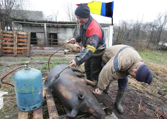 Tot mai mulți români taie porcul în secret, sătui de rudele care vin la cerșit