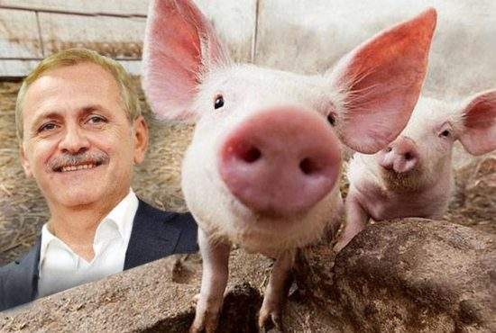 Unde s-a ajuns! Ferma lui Dragnea nu mai vinde porci vii, ca să nu-l toarne pe patron