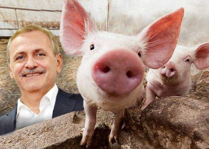 10 lucruri despre ferma de porci a lui Liviu Dragnea