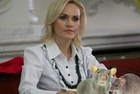 Firea explică de ce vrea hotel de animale: avem milioane de şobolani care dorm pe străzi în Bucureşti