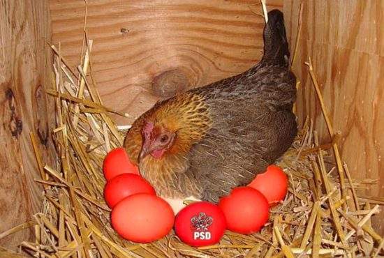 Miracol într-o comună teleormăneană. Un sătean a dat găinilor făină de la PSD şi au făcut direct ouă roșii