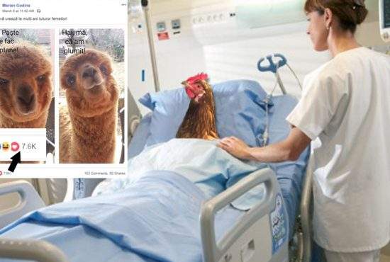 Iulia Albu și-a bătut găina, furioasă că nu e la fel de virală ca alpaca lui Godină