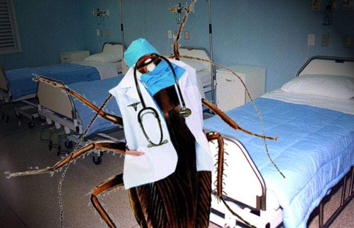 Într-un spital din România, gândacii sunt atât de mari încât îmbracă halate și se dau doctori