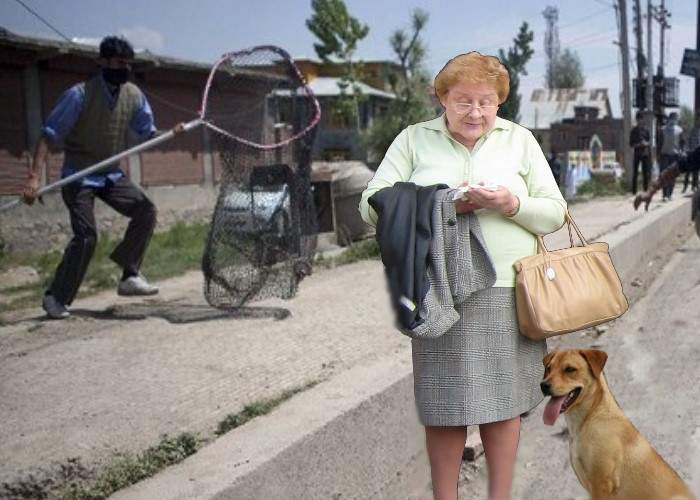 Pensionarii care hrănesc câini fără stăpân vor fi strânşi în adăposturi la marginea oraşului