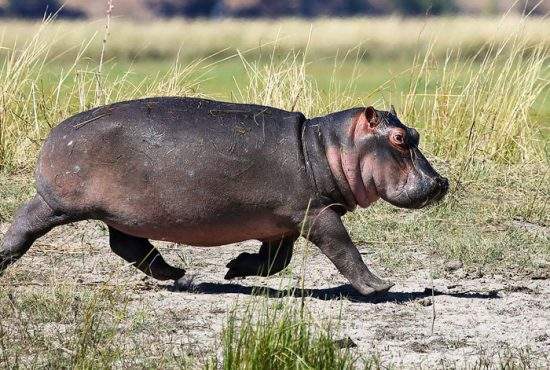 Auzind că nu mai avem porci şi ne gândim ce o să mâncăm de Crăciun, hipopotamul de la Zoo Băneasa a fugit