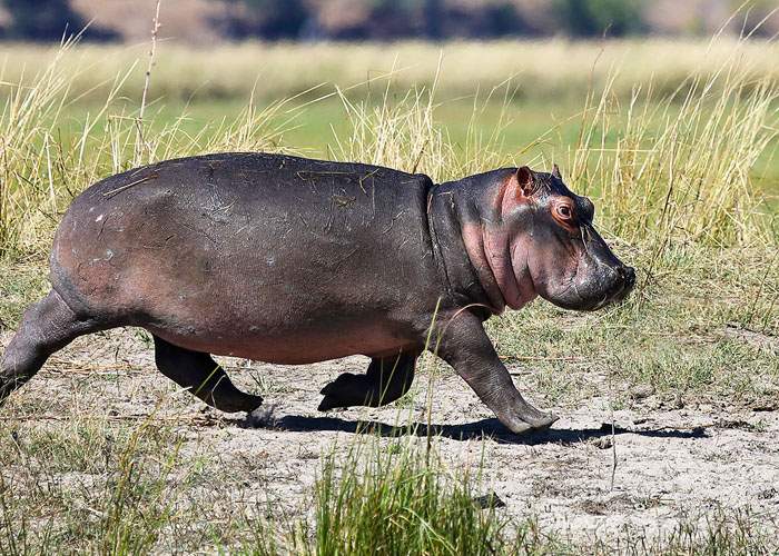 Auzind că nu mai avem porci şi ne gândim ce o să mâncăm de Crăciun, hipopotamul de la Zoo Băneasa a fugit