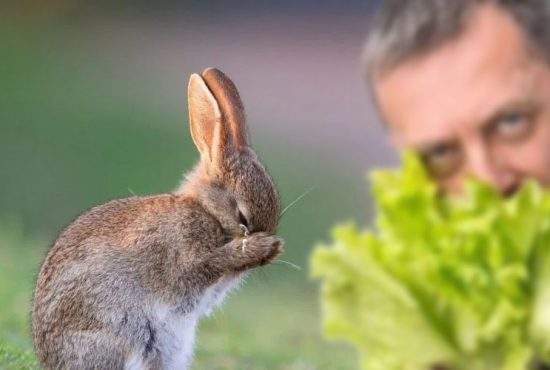 Cruzime! Un iepuraş a izbucnit în lacrimi când a văzut un vegan care îi mânca salata