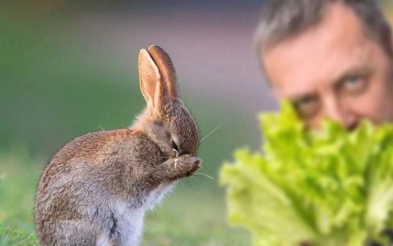 Cruzime! Un iepuraş a izbucnit în lacrimi când a văzut un vegan care îi mânca salata