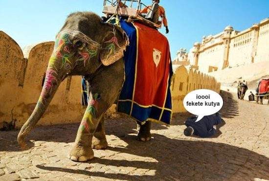 Represalii. Maharajahul de Sri Lanka l-a călcat cu elefantul pe singurul ungur din ţară