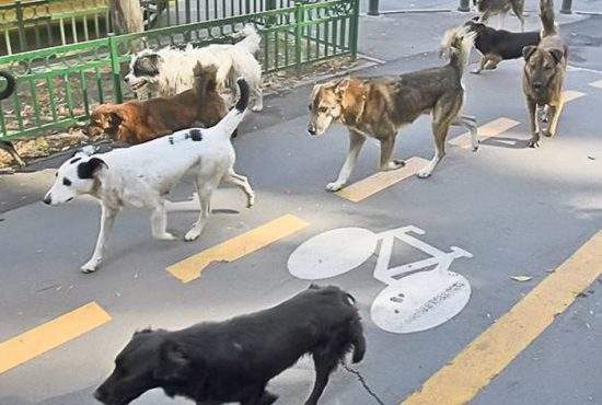 Zece soluţii la problema câinilor maidanezi