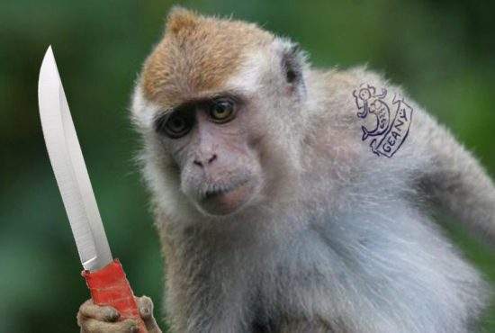 Maimuţa confiscată de la Nuţu a ajuns la Zoo şi face deja cămătărie cu banane