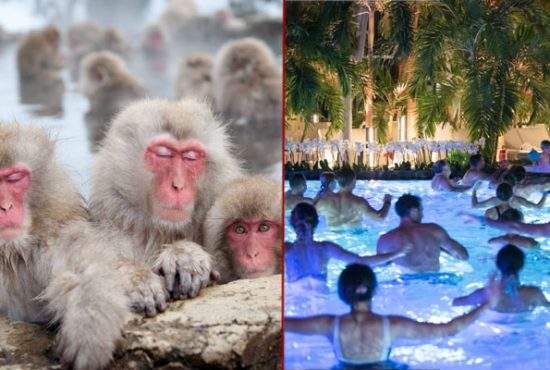 Premierul Japoniei a fost la Therme Bucureşti, să vadă maimuţele care stau în apă termală, exact cum au şi ei