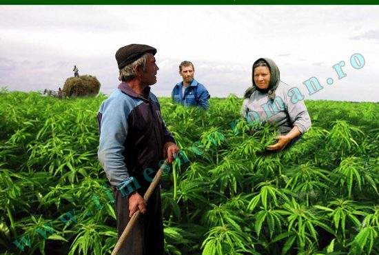 Culturile de cannabis sunt încurajate de Guvernul României