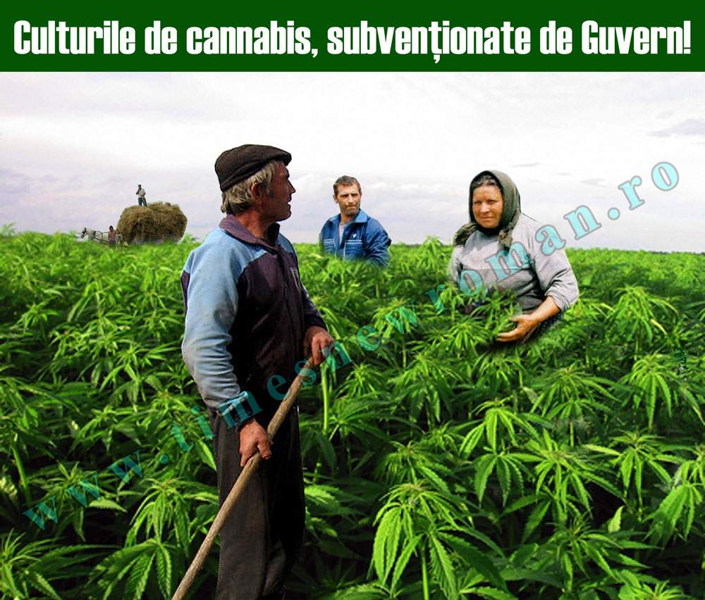 Culturile de cannabis sunt încurajate de Guvernul României