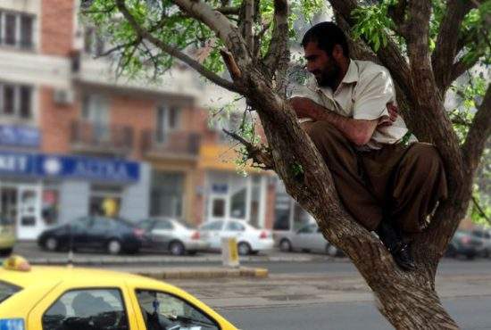 Taximetrist, prins escrocând clienţii prin metoda “maimuţa”! Le lua banii şi fugea cu ei într-un pom