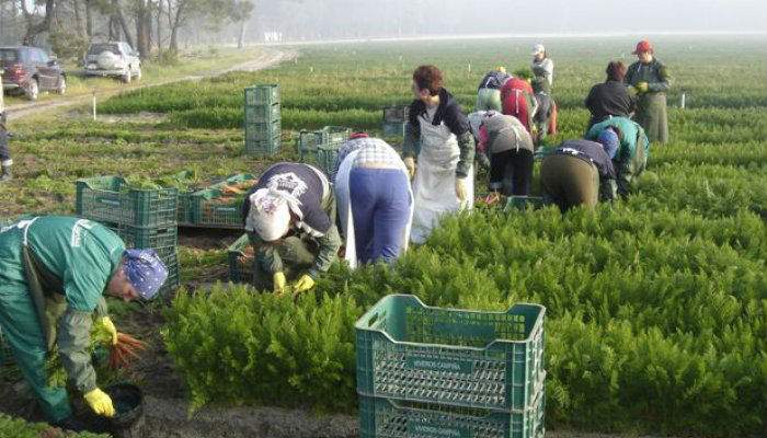 Studiu. Românii din Spania s-ar întoarce acasă, în Italia, pentru un salariu mai bun