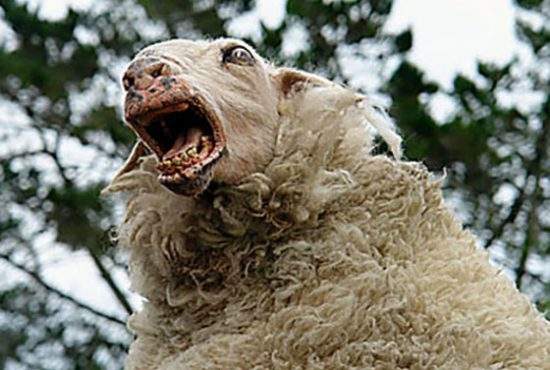 Un cioban a dat oilor steroizi şi acum nu mai are nevoie de câini