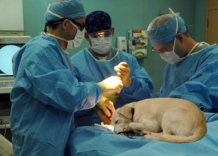 Caz extrem! Un român trăieşte de 20 de ani cu un câine înfipt în picior