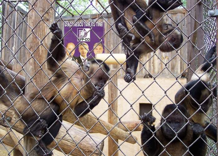 Partidul lui Dan Diaconescu a câştigat detaşat alegerile în colegiul Zoo Băneasa