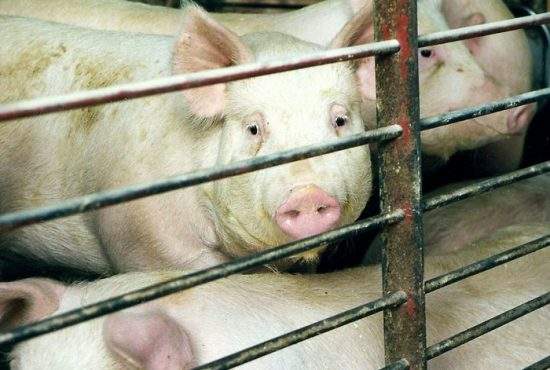 O nouă normă europeană comută pedeapsa cu moartea a porcilor în cocină pe viaţă