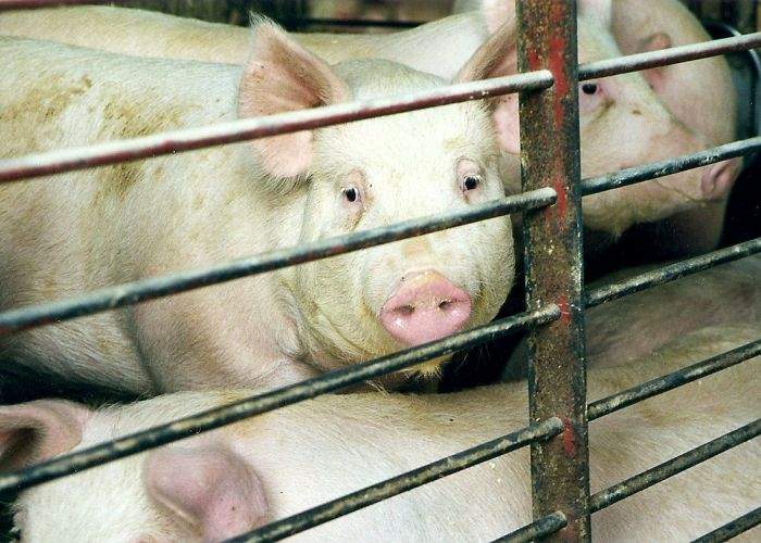O nouă normă europeană comută pedeapsa cu moartea a porcilor în cocină pe viaţă