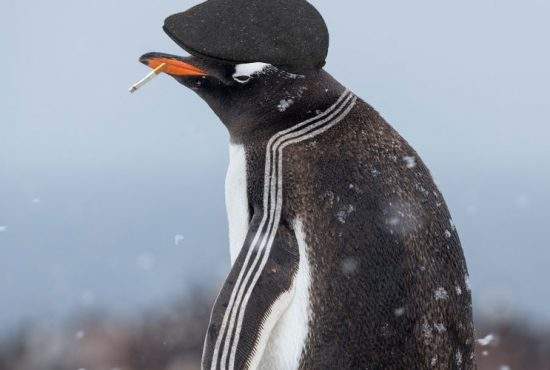 A fost descoperit un pinguin cu trei dungi care schimbă valută la Polul Sud