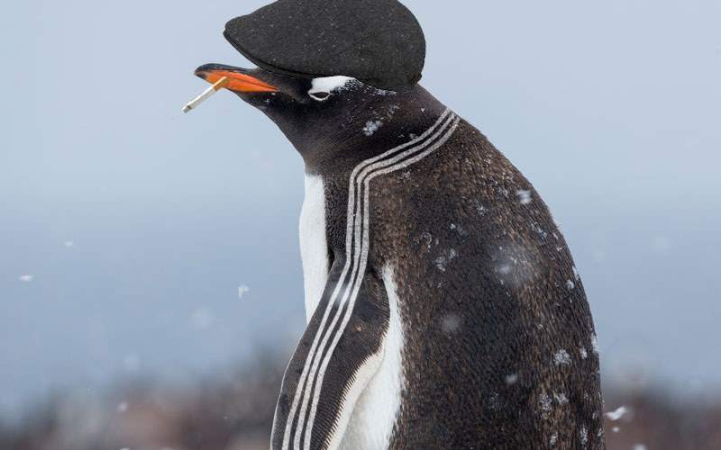 A fost descoperit un pinguin cu trei dungi care schimbă valută la Polul Sud