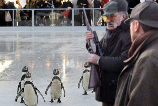 După inaugurarea patinoarului uriaş, Ţiriac şi-a chemat prietenii să împuşte pinguini pe el