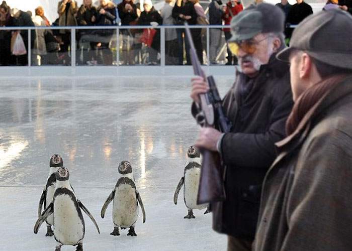 După inaugurarea patinoarului uriaş, Ţiriac şi-a chemat prietenii să împuşte pinguini pe el