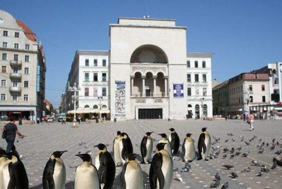Încă o excentricitate a primarului Timişoarei: a înlocuit maidanezii cu pinguini