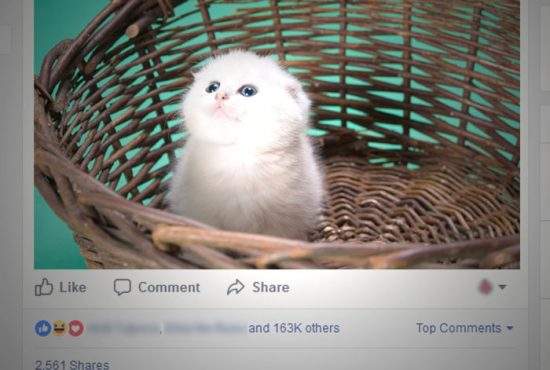 Un român e lider la Like-uri după ce şi-a spălat pisica cu Coccolino şi a postat pozele pe Facebook