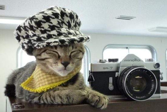 Bucureştiul, năpădit de şobolani! Toate pisicile sunt în studiouri foto, fac poze pentru Facebook