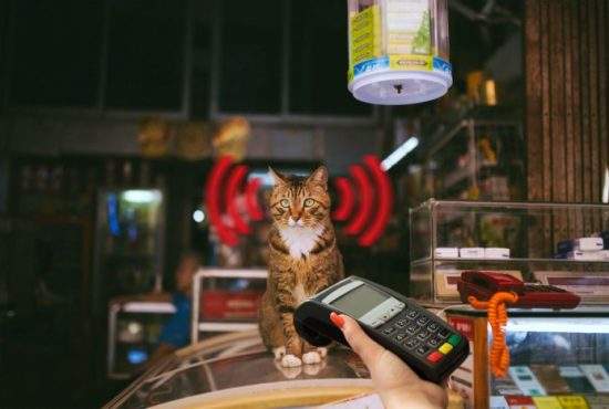 Unui antreprenor român i-a înghiţit pisica un card bancar, dar e ok, că era contactless şi plăteşte cu pisica