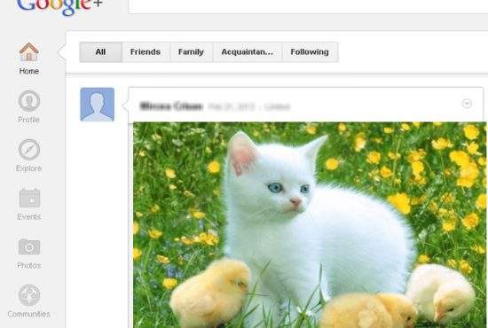 Inuman! O poză cu o pisică a fost abandonată pe o reţea socială pustie, Google Plus
