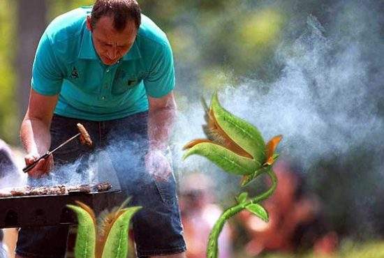 Ghinion! A făcut grătarul lângă o pădure și o plantă carnivoră i-a mâncat toți micii