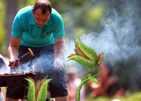 Ghinion! A făcut grătarul lângă o pădure și o plantă carnivoră i-a mâncat toți micii