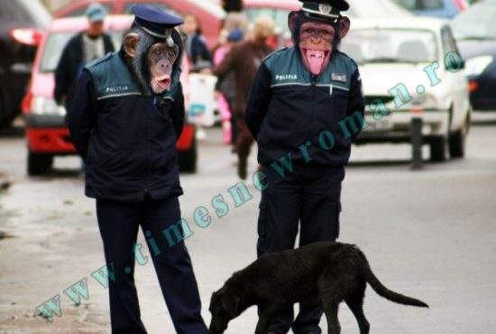 Șocant! Unu din trei politiști români este de fapt cimpanzeu