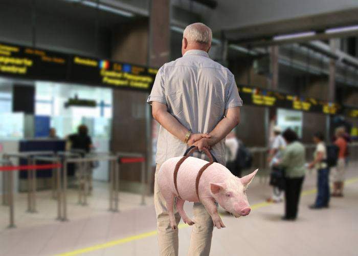 Românii abuzează de noua politică WizzAir. Un pasager a pus mânere la porc şi l-a luat ca bagaj de mână