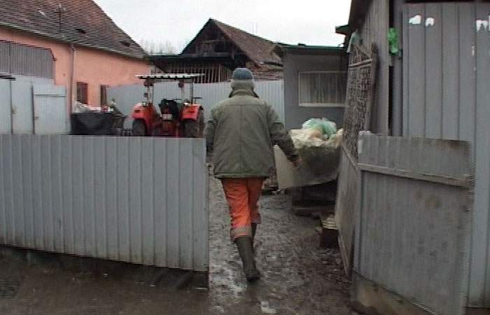 Evităm risipa! Un român chibzuit din Găeşti taie din acelaşi porc de mai bine de 7 ani